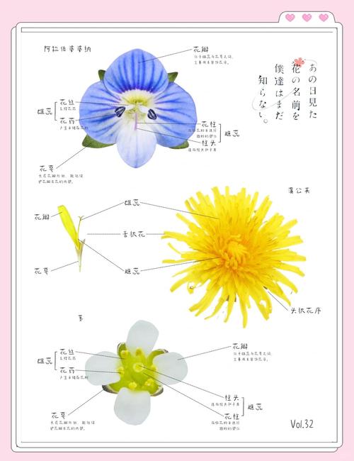 揭秘野花社区视频资源：15个高清正版纪录片获取渠道与观影指南