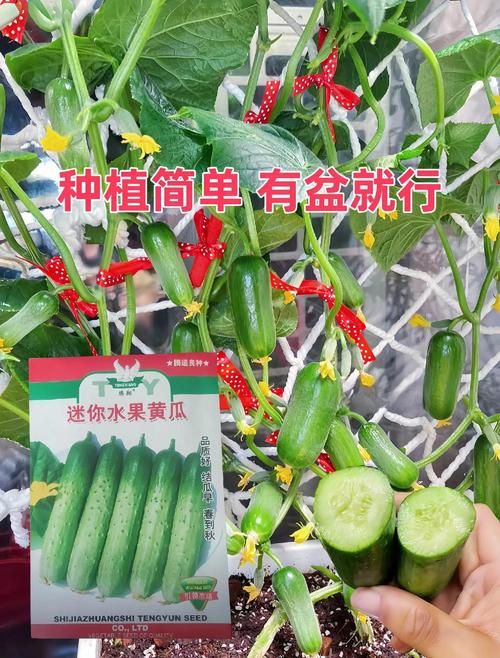 家庭菜园必备:绿巨人黄瓜与秋葵高产技巧,草莓香蕉混种指南助力新手零失败 家庭菜园必备:绿巨人黄瓜与秋葵高产技巧,草莓香蕉混种指南助力新手零失败