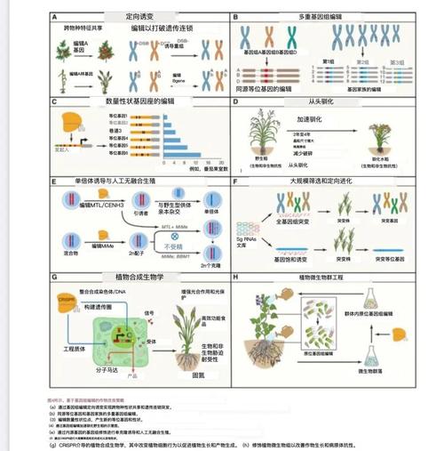 三叶草实验研究所独家解析:如何用基因编辑技术突破传统植物育种瓶颈? 三叶草实验研究所独家解析:如何用基因编辑技术突破传统植物育种瓶颈?