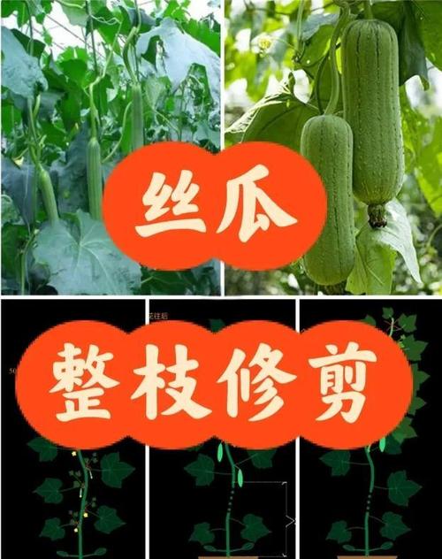 草莓丝瓜向日葵黄瓜绿巨人解锁版高效种植技巧：如何实现产量与品质双提升？