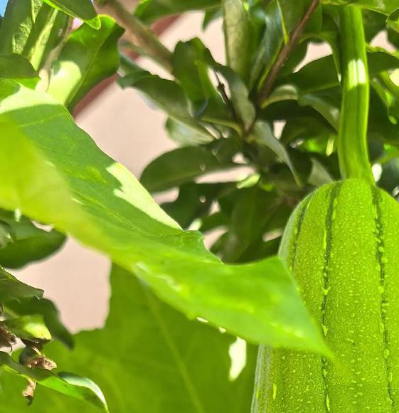 丝瓜黄瓜茄子秋葵草莓如何用iOS提升种植效率？这5个技巧90%的人不知道！