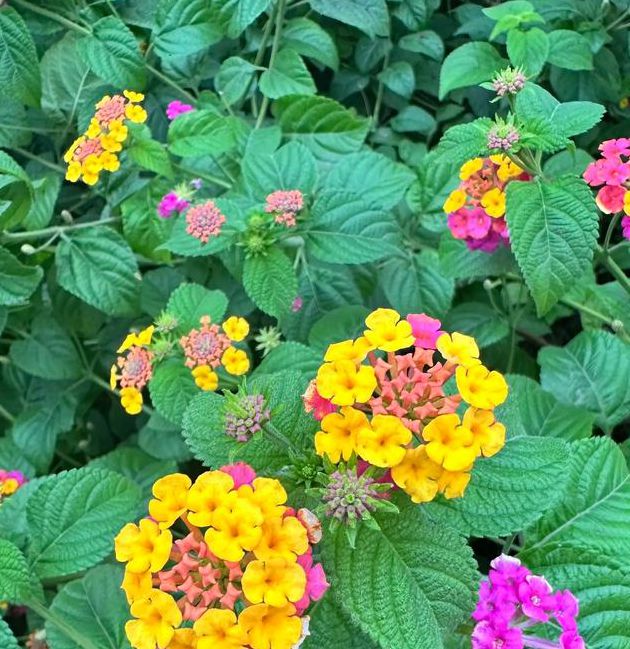 2025社区野花高清视频免费观看隐藏入口：独家资源获取与深度解析指南