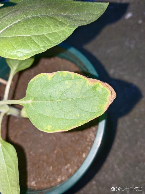 向日葵叶片出现色斑如何？5大科学防治方法及常见问题解答