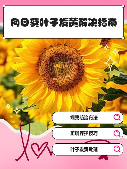 向日葵叶片出现色斑如何？5大科学防治方法及常见问题解答