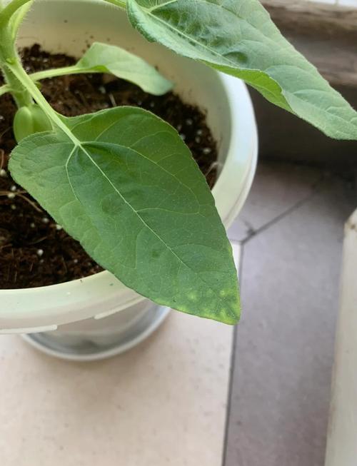向日葵叶片出现色斑如何？5大科学防治方法及常见问题解答