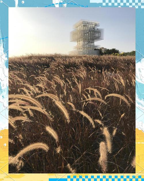 野草潦草视频拍摄秘籍：如何用手机捕捉自然野性之美？