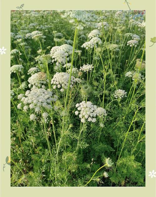 野草潦草视频拍摄秘籍：如何用手机捕捉自然野性之美？