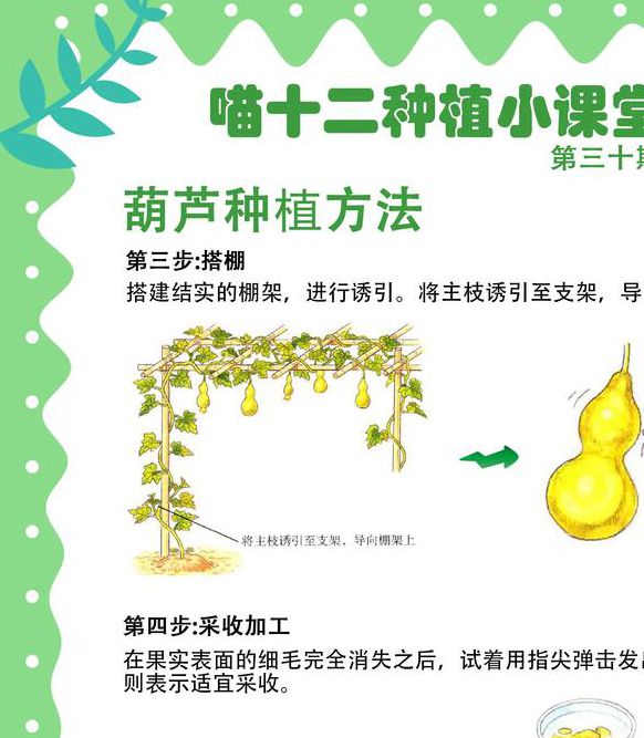 榴莲、丝瓜、葫芦娃如何在家种植？新手必看的四季果蔬养护指南