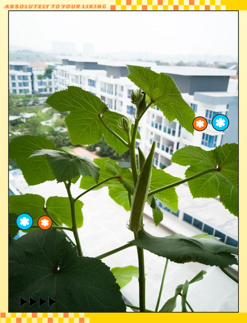 秋葵茄子丝瓜种植技巧全解析：绿巨人导航助你实现高产高效管理