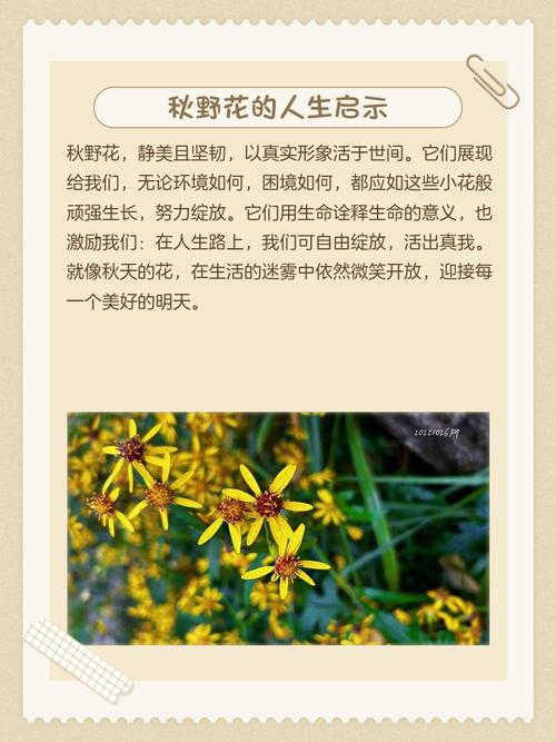 野花在线视频免费观看的3大隐藏技巧：资源获取与安全避坑指南