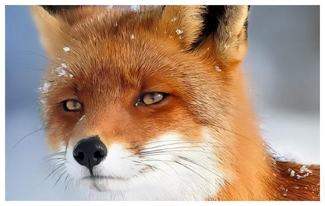 小狐狸你懂的在线资源全解析：3大隐藏功能+5种高效使用技巧