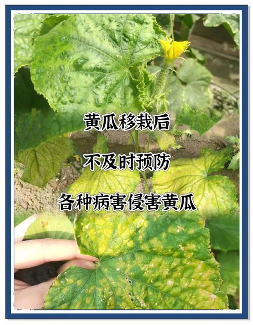 绿巨人黄瓜和普通黄瓜有何不同？种植达人分享5大高产秘诀与病虫害防治方案