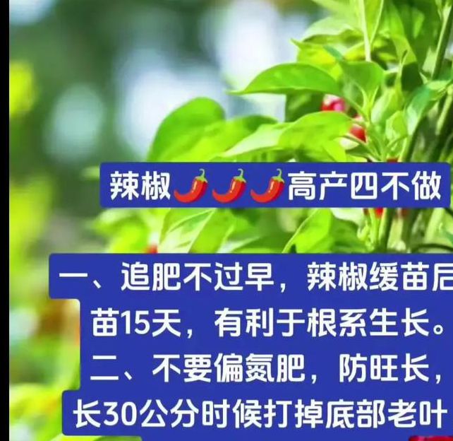 辣椒葫芦娃种植必看:5大高产技巧助你解决深夜在线管理难题 辣椒葫芦娃种植必看:5大高产技巧助你解决深夜在线管理难题