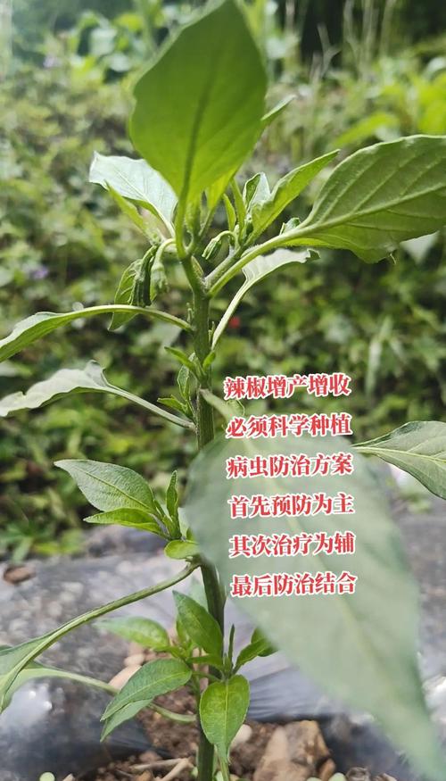 辣椒葫芦娃种植必看:5大高产技巧助你解决深夜在线管理难题 辣椒葫芦娃种植必看:5大高产技巧助你解决深夜在线管理难题