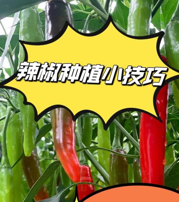 辣椒葫芦娃种植必看:5大高产技巧助你解决深夜在线管理难题 辣椒葫芦娃种植必看:5大高产技巧助你解决深夜在线管理难题