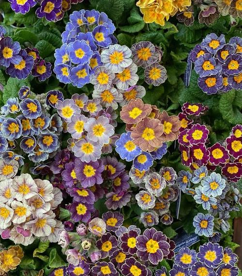 樱花草在线观看视频:如何轻松找到高清免费资源? 樱花草在线观看视频:如何轻松找到高清免费资源?