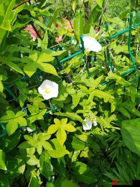 野花在线视频APP:隐藏功能大揭秘,为何它能成为你的视频新宠? 野花在线视频APP:隐藏功能大揭秘,为何它能成为你的视频新宠?