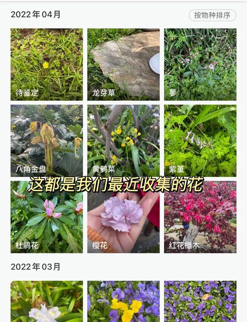 15个专家推荐的野花在线APP必备功能，提升您的户外探索乐趣