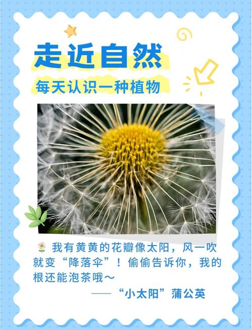 15个专家推荐的野花在线APP必备功能，提升您的户外探索乐趣