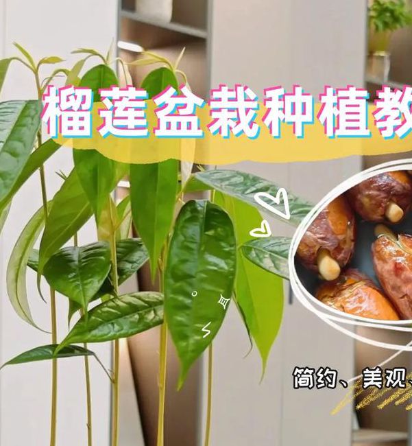 如何在家轻松种植榴莲、丝瓜、草莓、向日葵和合欢？资深专家分享实用园艺秘诀！