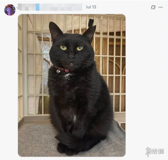 卡普空创意无限!《生化危机》鼓励粉丝展示“恐怖宠物”的照片 卡普空创意无限!《生化危机》鼓励粉丝展示“恐怖宠物”的照片