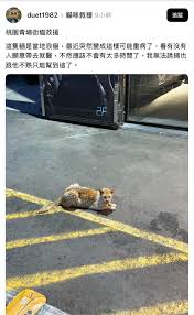 作为一只猫咪,如何前往那个繁华的街道?
作为一只猫咪,如何前往那个繁华的街道?