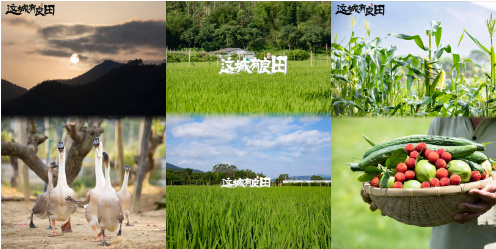 益世界《这城有良田》现正火热开启全网招募，誓为你承包一座完整的农场