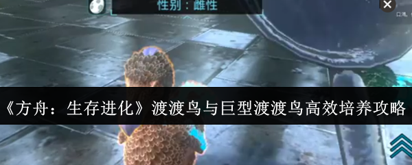 《方舟：生存进化》中渡渡鸟及其巨型变种的高效培育指南