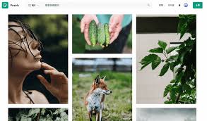 如何获取Pexels平台上的高清图片——详细下载指南
如何获取Pexels平台上的高清图片——详细下载指南