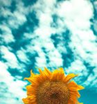 向日葵草莓丝瓜秋葵香蕉合集