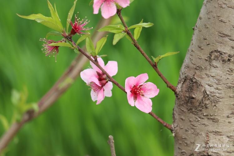 桃花社区在线高清免费观看