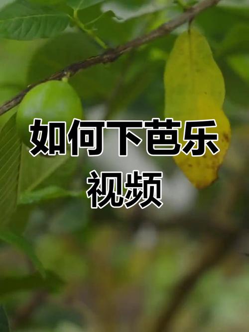 芭乐视频app观看ios