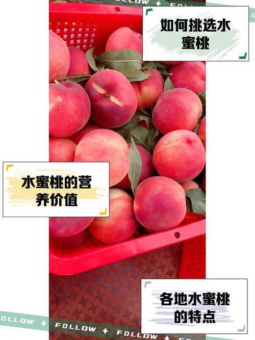 水蜜桃实验研究所中心
