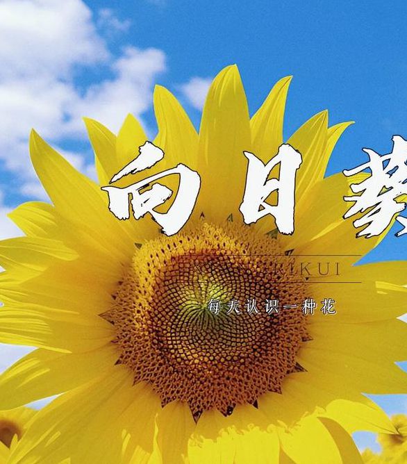 向日葵app视频下载免费无限观看