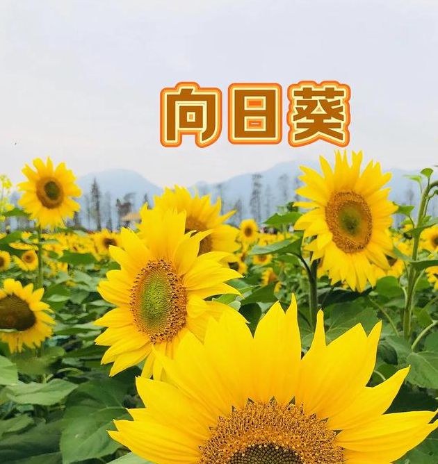 向日葵app视频下载免费无限观看