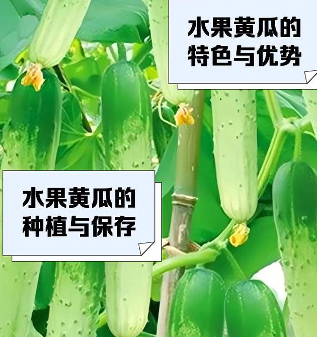 香蕉黄瓜丝瓜绿巨人樱桃
