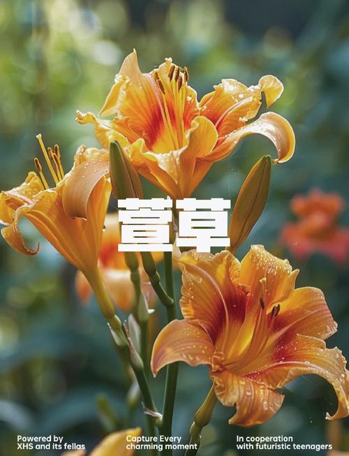 忘忧草三点在线