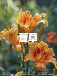 忘忧草三点在线