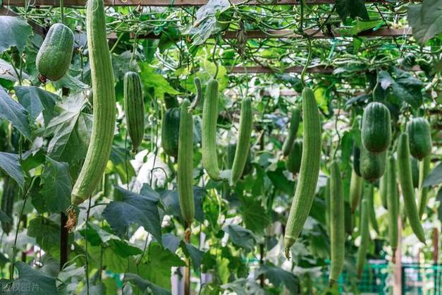 丝瓜视频永久版无限免费观看苹果解锁版安卓