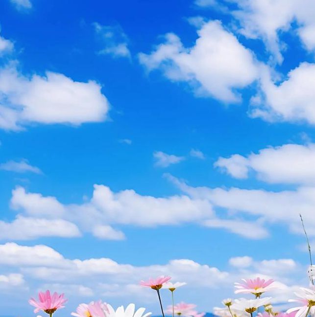 小菊花在线视频播放