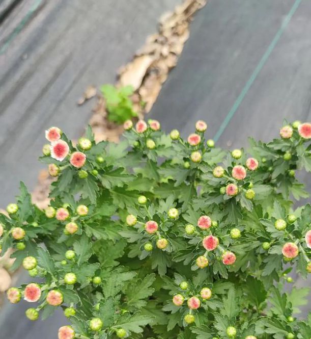 小菊花在线视频播放