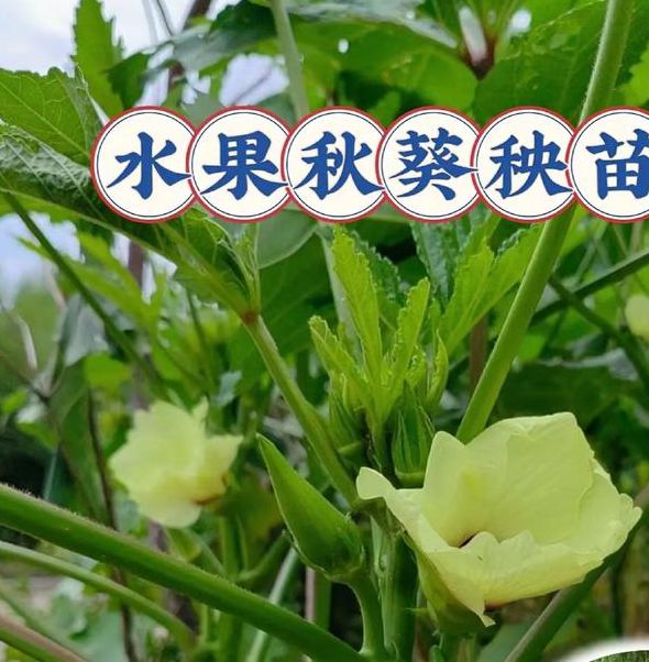 秋葵app下载网址进入18