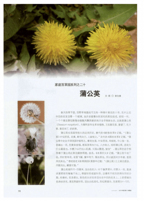 蒲公英研究所免费观看