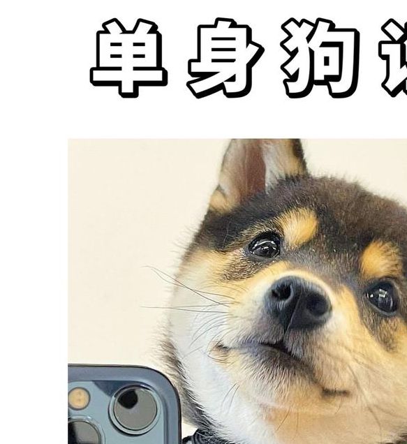 单身狗必看的视频