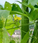 芭乐丝瓜向日葵茄子黄瓜