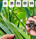 小蝌蚪视频榴莲视频秋葵视频