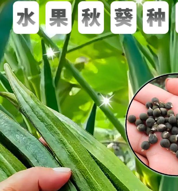 小蝌蚪视频榴莲视频秋葵视频