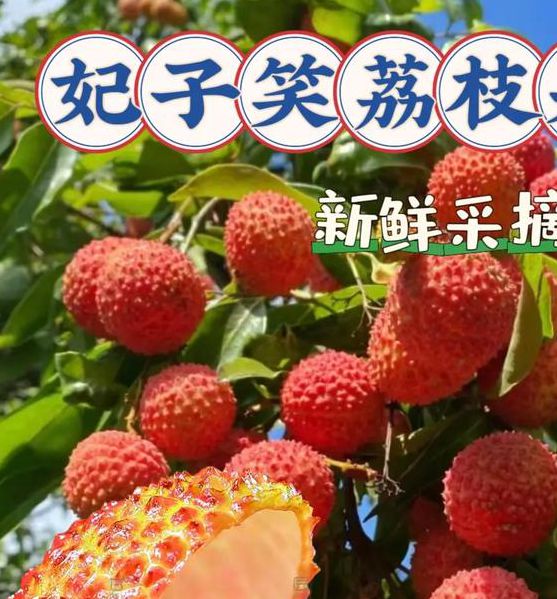 荔枝视频在线观看免费高清视频