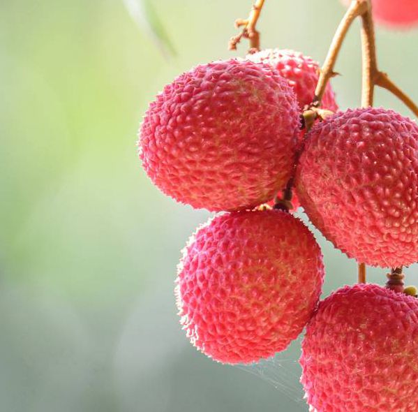 荔枝视频在线观看免费高清视频