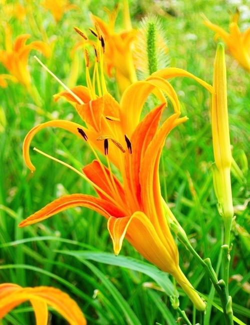 忘忧草社区日本www完整版